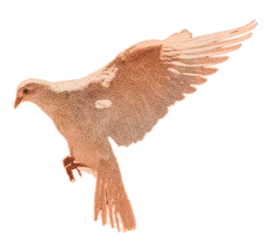 F2F_Bird